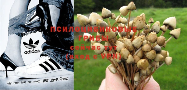 индика Бородино